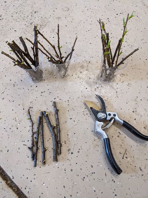 Hybrid Willow Clipppings