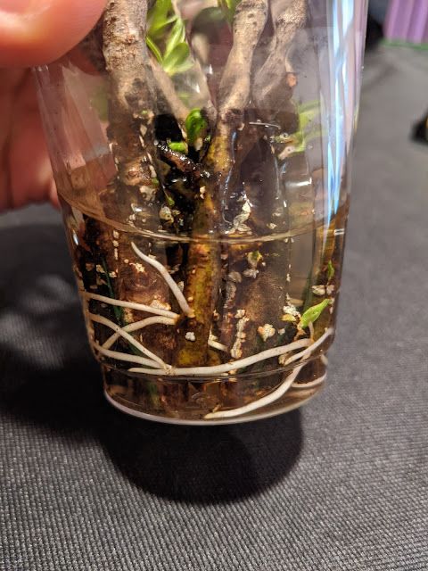 Hybrid Willow Clipppings with Roots